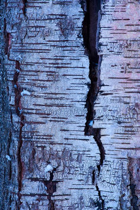 Abstract Birch Tree Bark Pattern In Winter Photograph by Olaf Broders