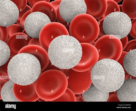 D Rendering White Blood Cells With Red Blood Cells Stock Photo Alamy