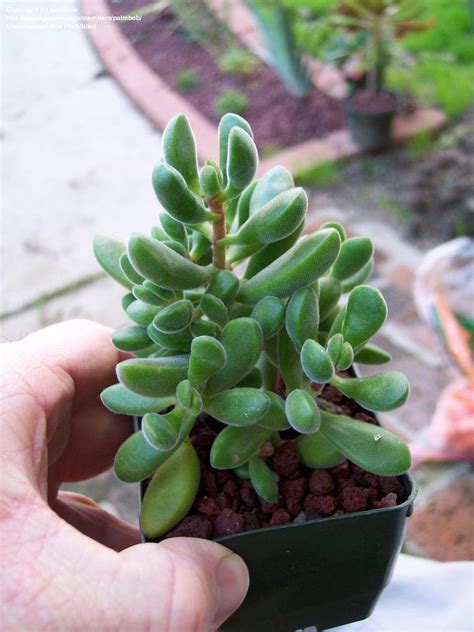 Plantfiles Pictures Crassula Crassula Congesta By Palmbob