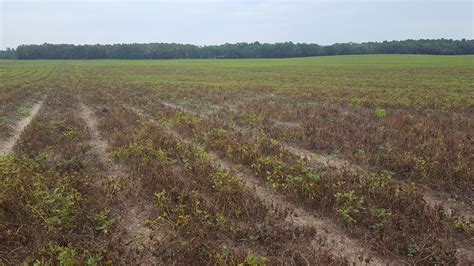 Good, Bad, and Ugly…..Local Peanut Crop Conditions – Florida Crops