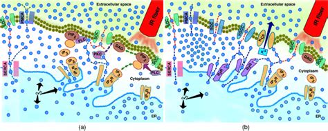 Simplified hypothetical schematic of IR induced Ca 2þ response between