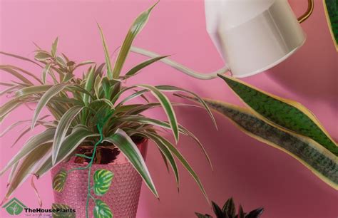 what is the best water for indoor plants ? get the best Water For Houseplants.