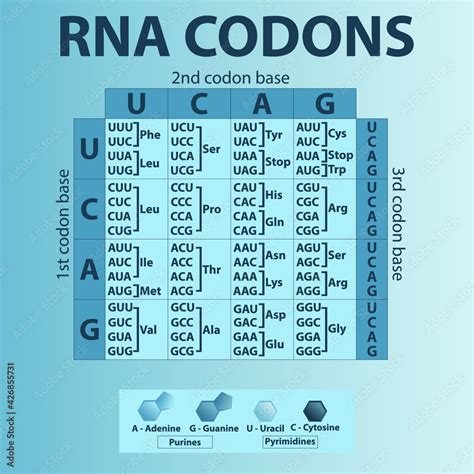 Amino Acid Codon Table Rna - My Bios