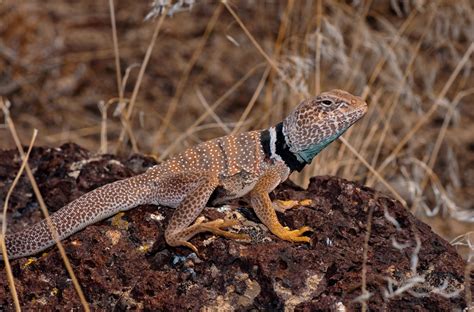 Great Basin Desert Animals