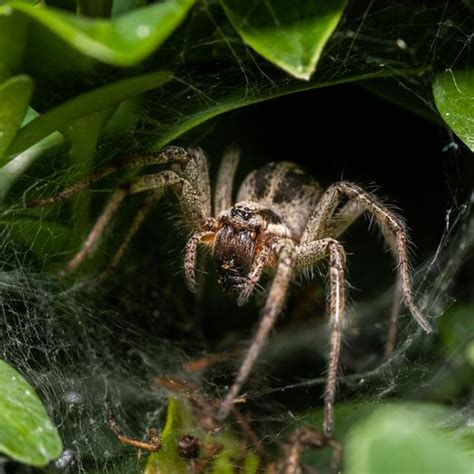 What To Know About Garden Spiders | Family Handyman