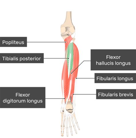 Tibialis Posterior Muscle Attachments Actions And Innervation Getbodysmart