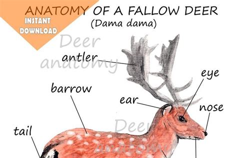 Deer Unit Study Mini Learning Set With Anatomy And Diagram Montessori