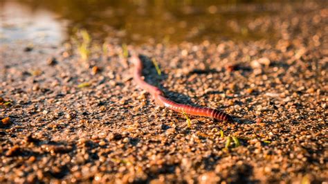 Regenwurm Wurm Natur Kostenloses Foto Auf Pixabay