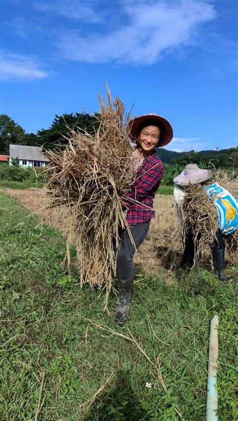 Harvesting rice,receiving two visitors,participating in the farming ...