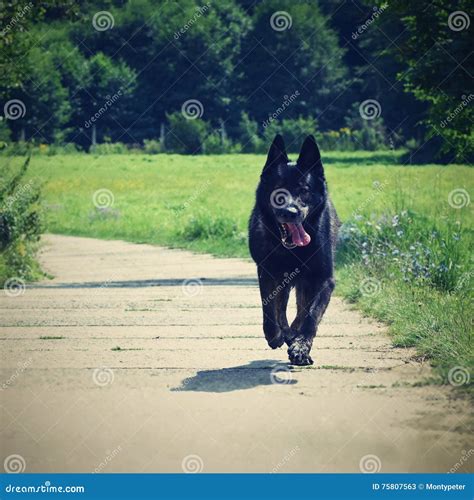 Fast Running German Shepherd Dog Stock Image - Image of guarddog, outside: 75807563