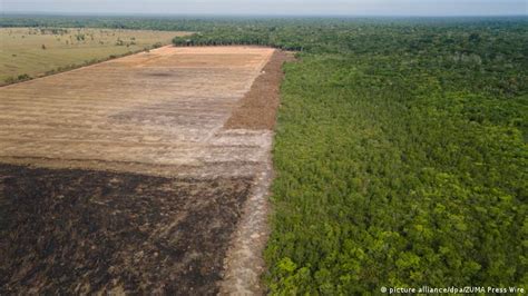 Deforestación Récord En El Amazonas Enciende Las Alarmas En El Mundo