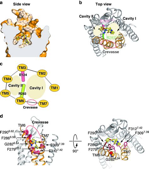 Bifurcated Ligand Binding Pocket In The Ghrelin Receptor And The