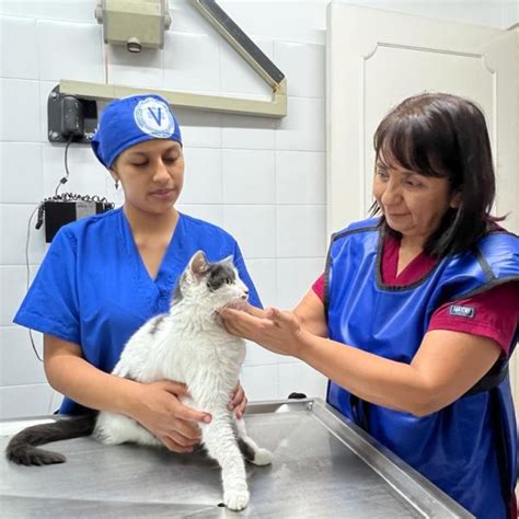 Clínica Veterinaria Caninos Y Felinos Clinica Veterinaria En Cali