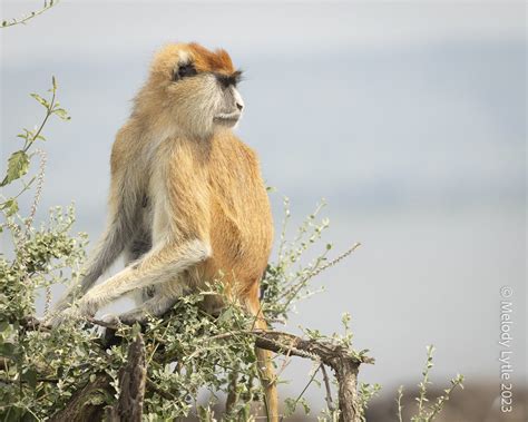 Common Patas Monkey Aka Hussar Monkey Erythrocebus Patas Flickr