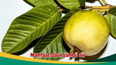 Manfaat Daun Jambu Biji Untuk Wajah Efektif Meningkatkan Imunitas Tubuh Birds N Bees