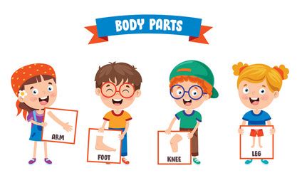 Human Body Parts Royalty Free Vector Image VectorStock