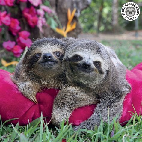 Two Sloths Cuddling