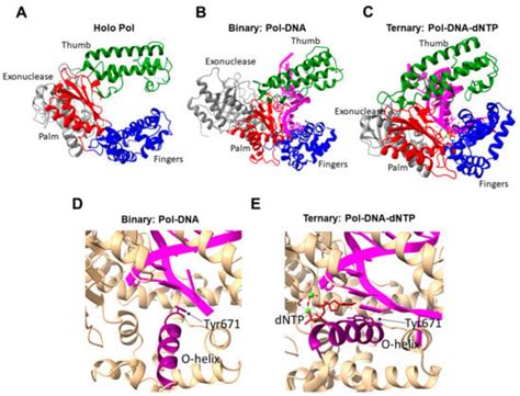 Ijms Free Full Text Structural And Molecular Kinetic Features Of Activities Of Dna Polymerases