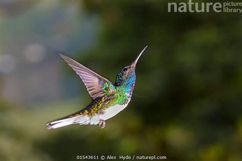 Stock Photo Of White Necked Jacobin Florisuga Mellivora Male In