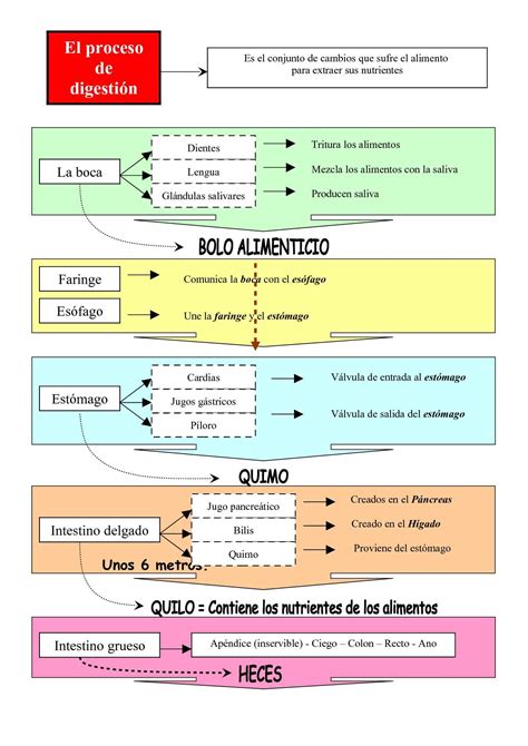 Calam O La Funci N De Nutrici N Esquemas Tema