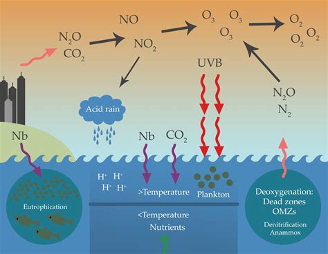 Frontiers Processes And Microorganisms Involved In The Marine