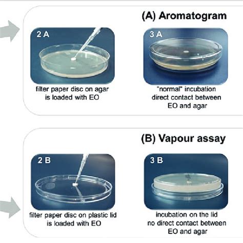 Agar Disc Diffusion In Vitro Activity Of Eos Against M Pachydermatis