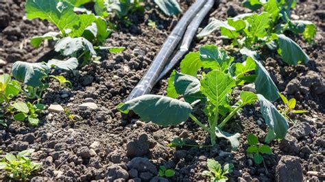 Cauliflower Plant Spacing: Boosting Your Homegrown Yield