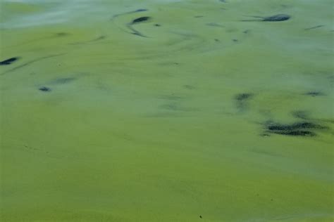 Blue-Green Algae found in more area lakes - North Bay News