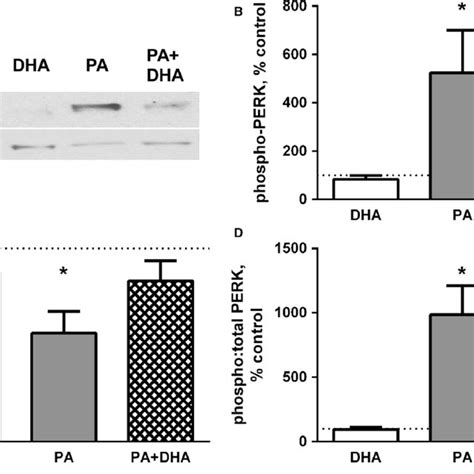 Co Treatment With DHA Attenuates The PA Induced Increase In PERK