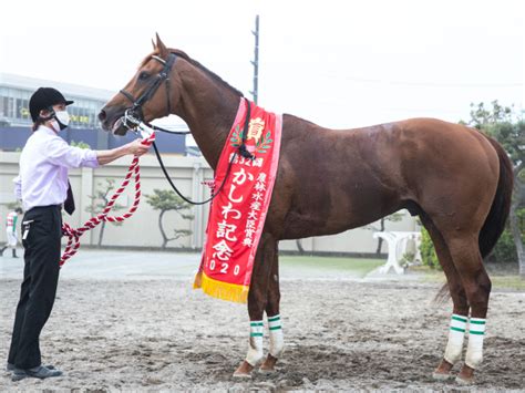 Jpni覇者ワイドファラオが大井競馬へ移籍 2020年かしわ記念など芝＆ダートで重賞3勝 競馬ニュース