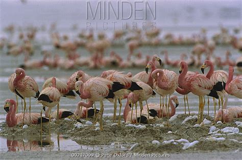 Andean Flamingo stock photo - Minden Pictures