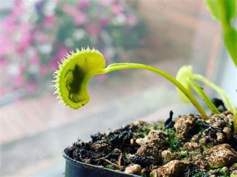 Cómo alimentar correctamente a las plantas carnívoras con moscas