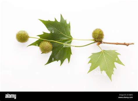 Platanus leaves and berries Stock Photo - Alamy