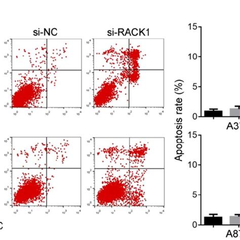 Rack Sirna Promoted The Apoptosis Of Melanoma Cells Untreated Si Nc