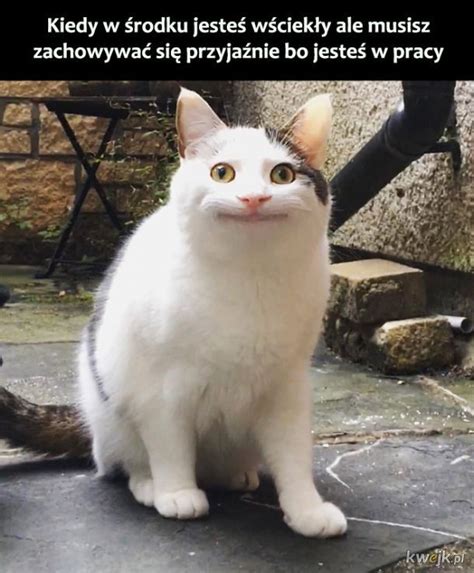 Mieszne Zdj Cia Ps W I Kot W Polska Zdjecia