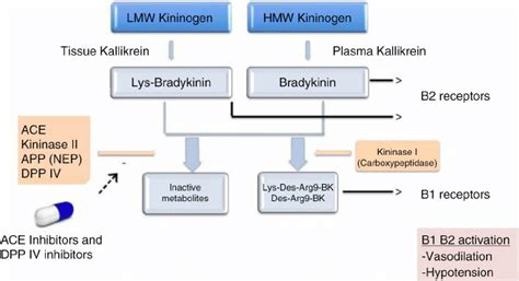 Bradykinins Function by Which of the Following Mechanisms - Mackenzie ...