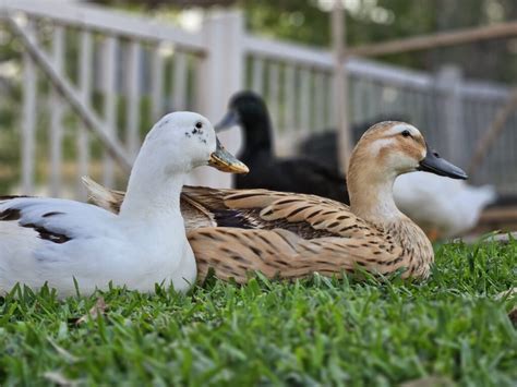 Pet Ducks The Ultimate Guide To Keeping And Caring For Them