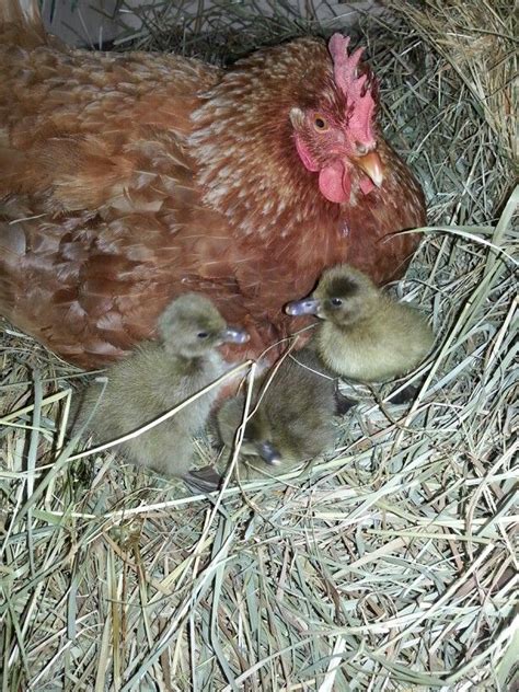 Day old khaki campbell ducklings Ducklings, Business Ideas, Farming ...