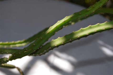 Selenicereus Grandiflorus Epiphytic Cacti