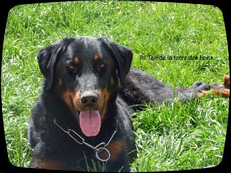 Chien Berger De Beauce Iki Tan De La Terre Des Lions