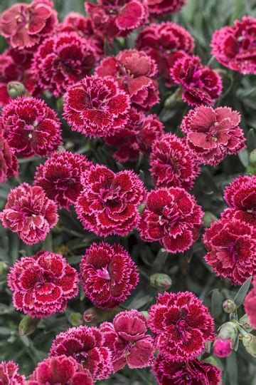 Proven Winners® Perennials | Buy Proven Winners® Perennials Online ...