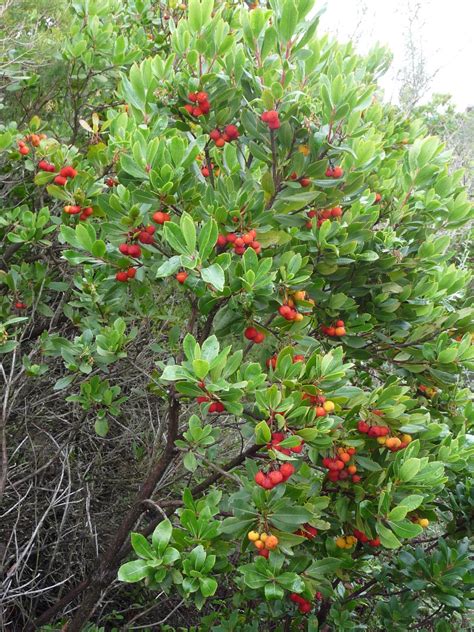 Buy 25 STRAWBERRY TREE Edible Red Berry Tree Arbutus Unedo Irish Killarney Online at desertcartUAE