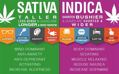 Indica Vs Sativa Cannabis Strain Classification Guide