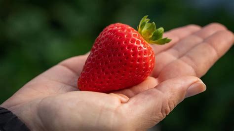 University Of California Davis Releases 5 Strawberry Varieties