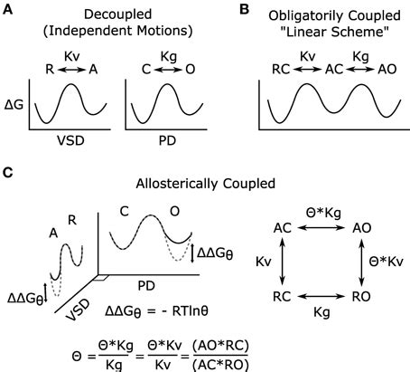 Frontiers Pip Regulation Of Kcnq Channels Biophysical And Molecular