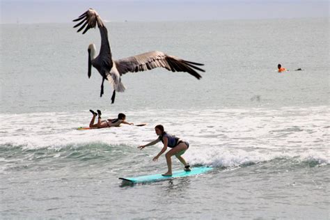 Sayulita Lezioni Di Surf Per Principianti Intermedi Avanzati