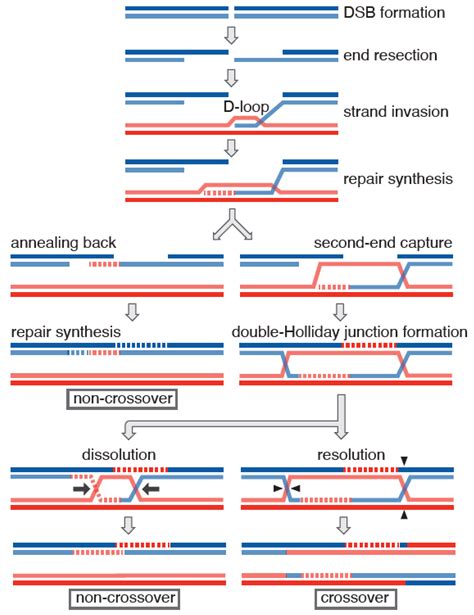 The Hop2 Mnd1 Complex And Its Regulation Of Homologous Recombination