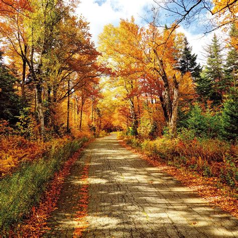 SJOLOON Fall Photography Backdrop Autumn Backdrop Golden Fallen Leaves