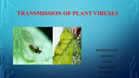 Transmission of plant viruses | PPT