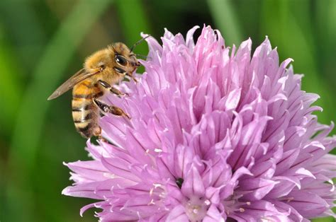 Chives Possibly The Worlds Easiest Herb Laidback Gardener